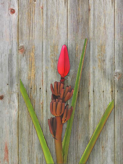 MUSA MOUVE  DARK PINK BANANA FLOWER